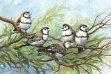 Double-barred Finches 1