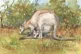 Eastern Grey Kangaroo 1