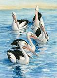 Five Pelicans swimming 28