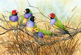 Gouldian Finches 6