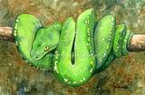 Green Tree Python 1