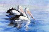 Pelicans floating 1