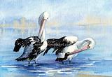 Pelicans preening 7
