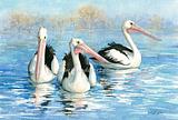 Pelicans swimming 34