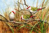 Red browed Finches 5