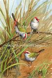 Red browed Finches 4