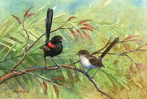 Red-backed Wrens 2
