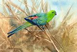 Red-rumped Parrot 1