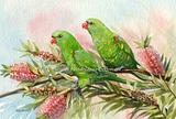 Scaly-breasted Lorikeets 1