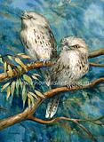 Tawny Frogmouth adults 2