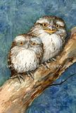 Tawny Frogmouths 1