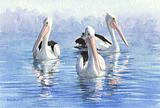 Three Pelicans swimming 8