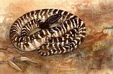 Black-headed Python 1