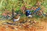 Blue Wrens 37