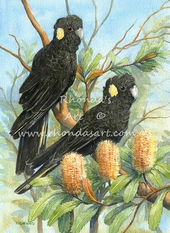 Yellow-tailed Black Cockatoos