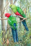 King Parrot 9