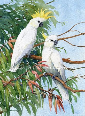 Sulphur-crested Cockatoo 15