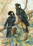 Yellow-tailed Black Cockatoos 1