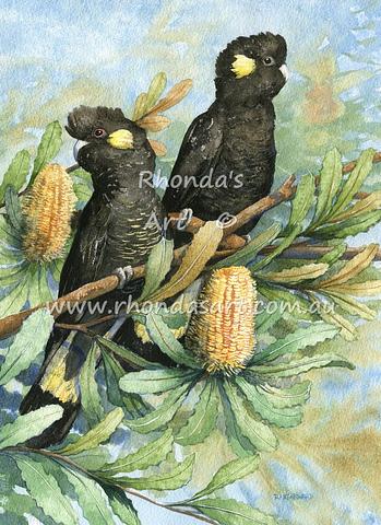 Yellow-tailed Black Cockatoos 3