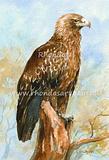 Wedge-tailed Eagle 2