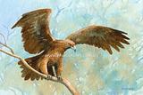 Wedge-tailed Eagle 3