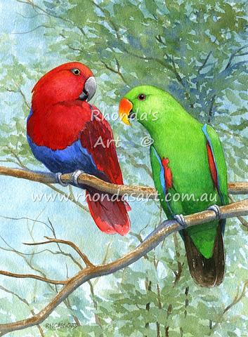 Eclectus Parrots 2