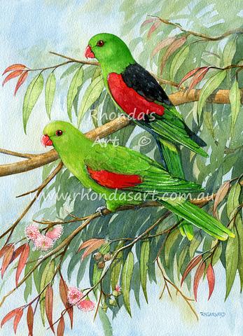 Red-winged Parrots