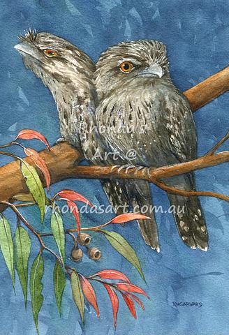 Tawny Frogmouth Pair