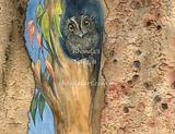 Owlet Nightjar