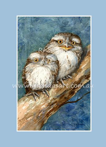 Tawny Frogmouth Babies 1