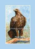 Wedge-tailed Eagle 1