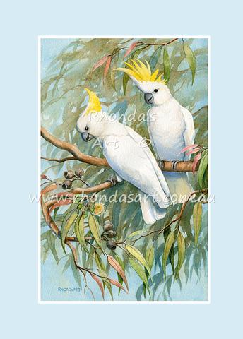 Sulphur-crested Cockatoo 10