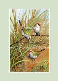 Red-browed Finches 4