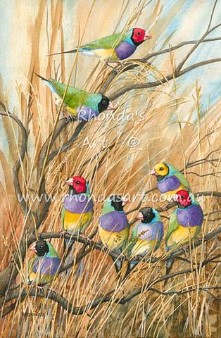 Gouldian Finches 2