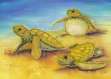 Hatchling Turtles