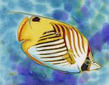 Threadfin  Angelfish