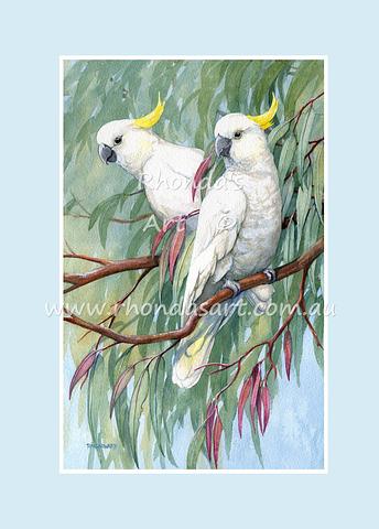 Sulphur-crested Cockatoo 14