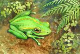 Green Golden Bell Frog
