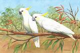 White Cockatoo Pair