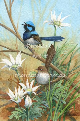 Blue Wrens with Flannel Flowers