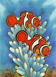 Clown Anenome Fish