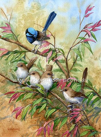 Blue Wrens 44