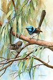Blue Wrens 20