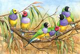 Gouldian Finches 7