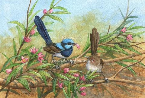 'A Gift' Blue Wrens