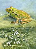 Original painting from My Egg - Green Golden Bell Frog