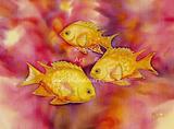 Yellow Damsel Fish