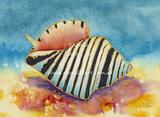 Striped Shell