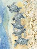 Turtles on The Shore