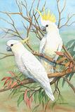 Sulphur Crested White Cockatoos